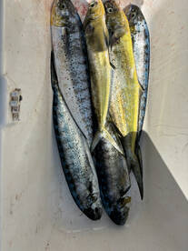 Limassol Report Photo 2