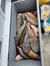 We're still catching fish 