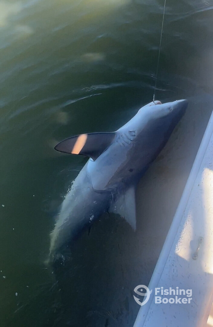 New Smyrna Beach Report Photo 0