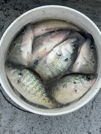 CRAPPIE CRAZY