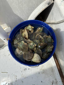 Steinhatchee Report Photo 1