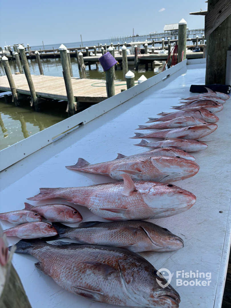 Gulf Shores Report Photo 0