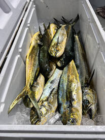 Miami Report Photo 1