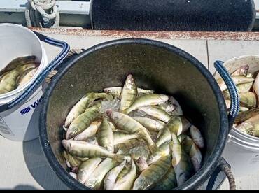 Perch fishing has been phenomenal