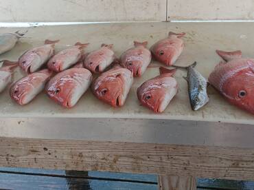 Red Snapper showdown