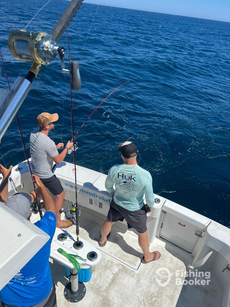 Tavira Report Photo 0