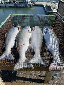 More pigs to the boat. Fishing has staye