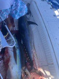 Kailua-Kona Report Photo 1