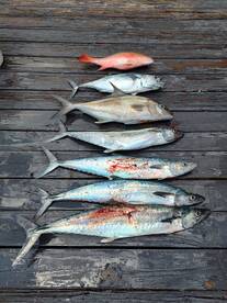 Fort Lauderdale Report Photo 2