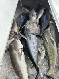 Massapequa Park Report Photo 1