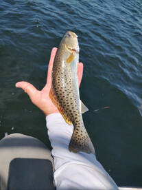 Sarasota Report Photo 2