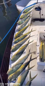 Mako shark caught while fishing for mahi