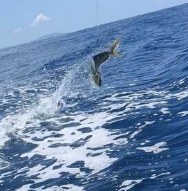 Fajardo Report Photo 2