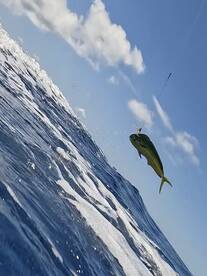 Fajardo Report Photo 1