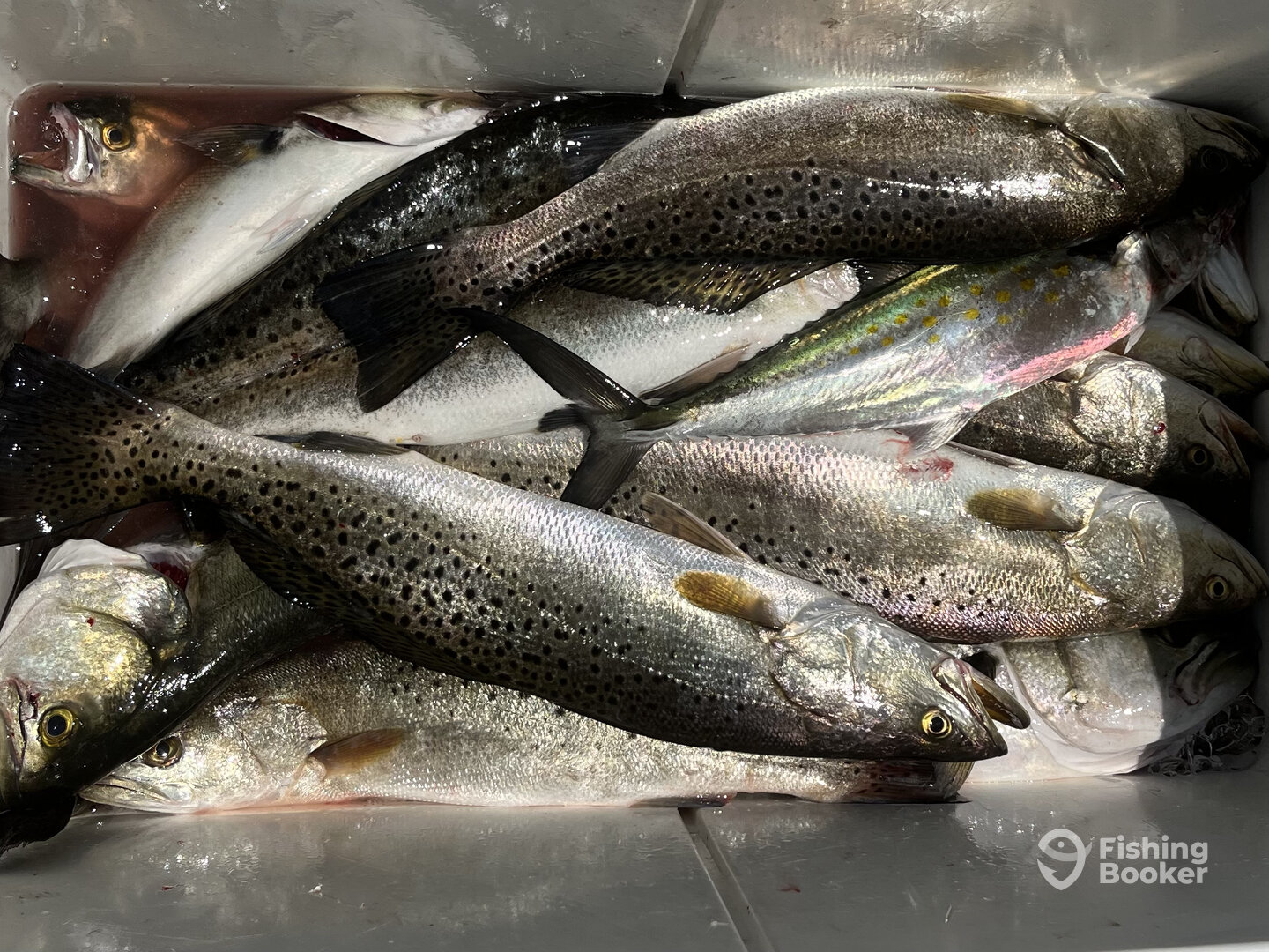 Nags Head Report Photo 0