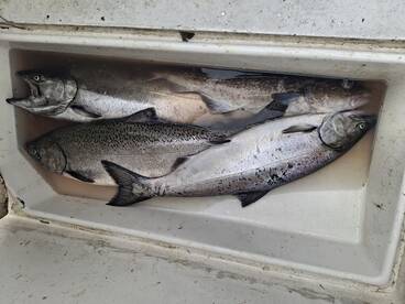 French creek last night  