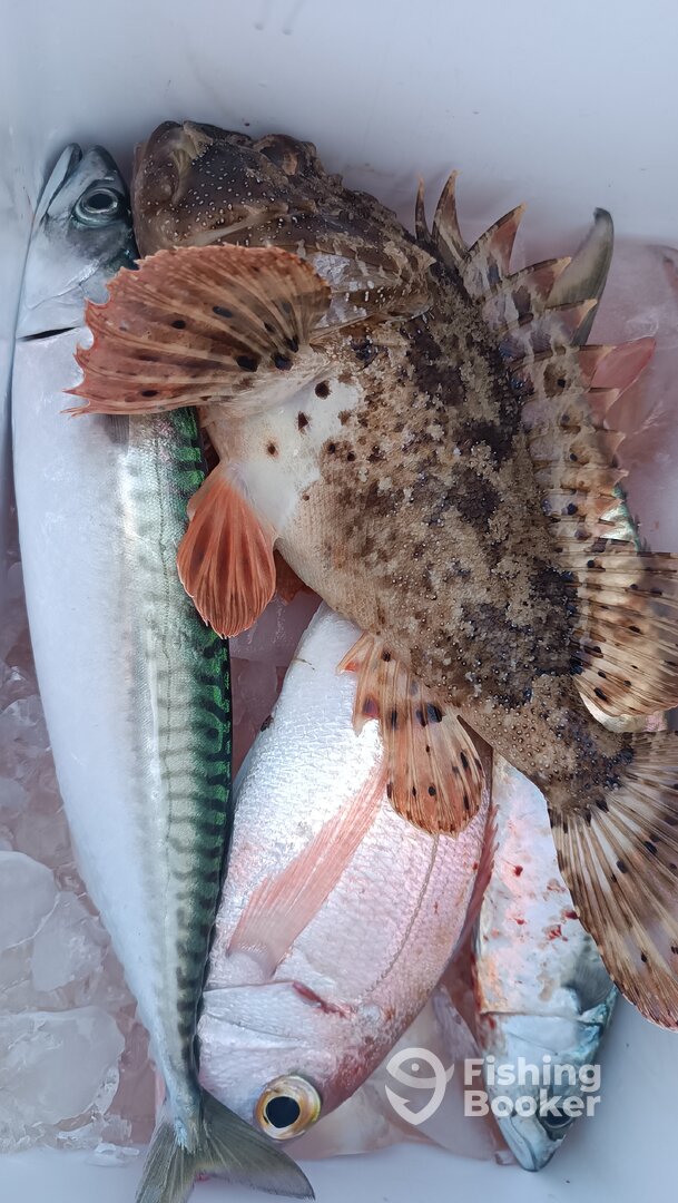 Zadar Report Photo 0