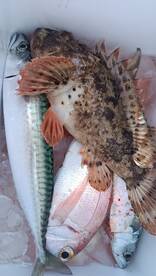 Fish of day 20.08.2024