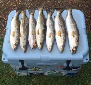 The trout bite is on fire!