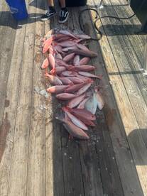 meat in the box and some shark action!