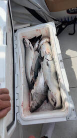 Prime Salmon Season has arrived!