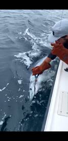 Get your arsenal of jigs ready!