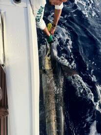 Deep Blue Like the ocean a BLUE MARLIN R