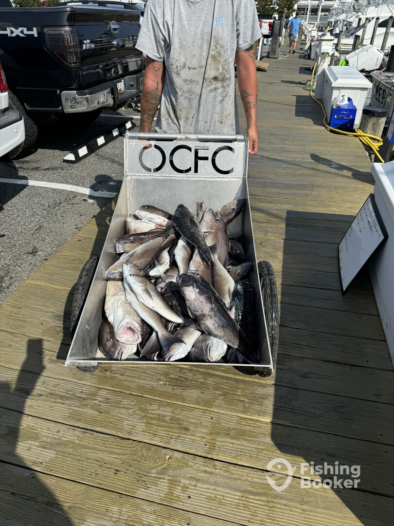 Ocean City Report Photo 0