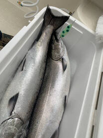 King Salmon! Best in 15 years
