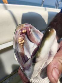 St. Clair Shores Report Photo 2