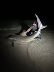 1 bull shark