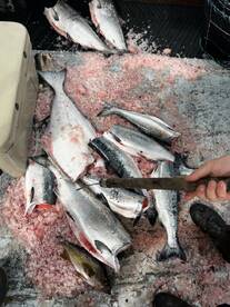 Ucluelet Report Photo 1