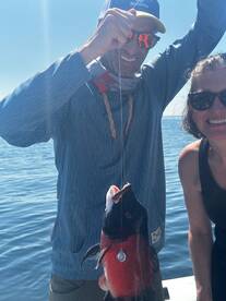 Another Male Sheepshead