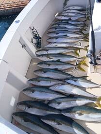 Yellowtail have been biting at the Coron