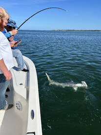 Great morning of shark fishing!