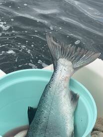 Coho fishing has been excellent!