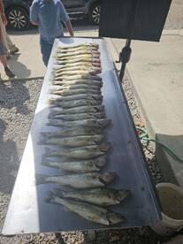 Walleye are back in vermilion 