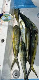 Mazatlán Report Photo 2