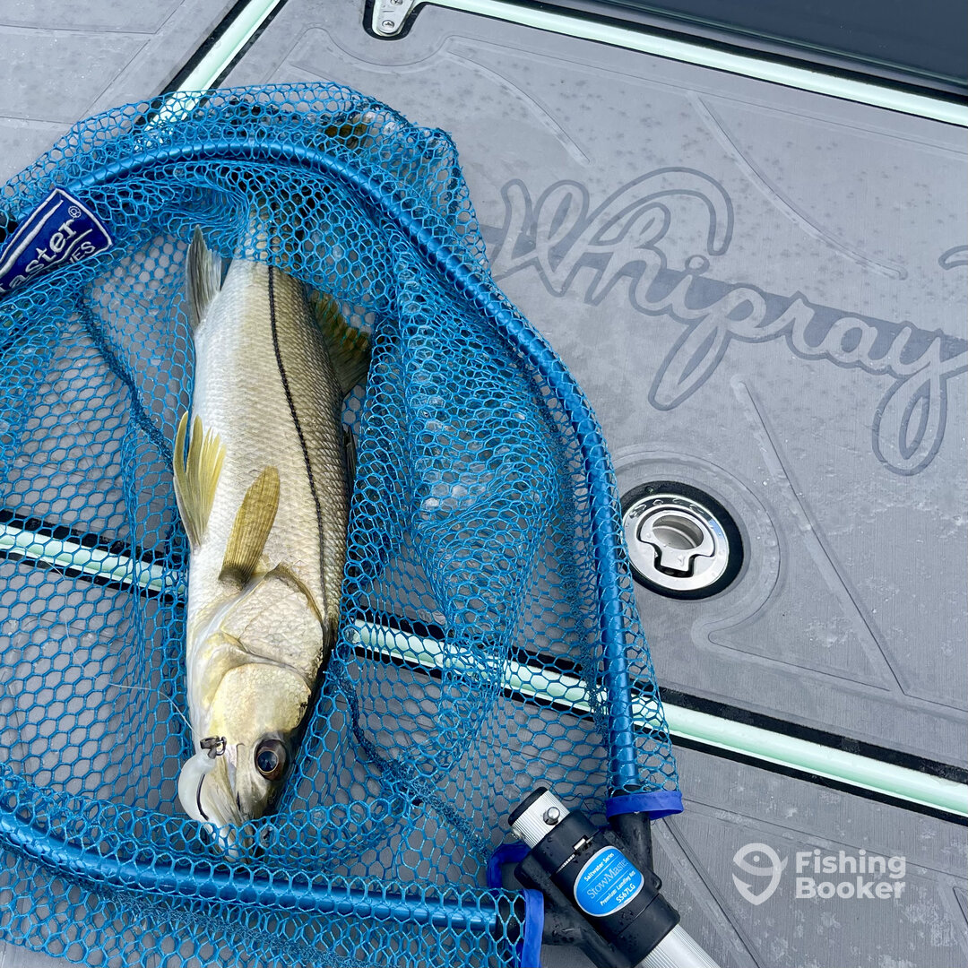 TAMPA BAY FISHING CHARTERS - Snook action! 