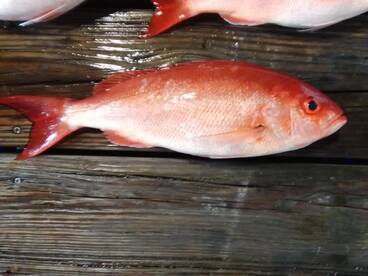 Panama City Beach Report Photo 2