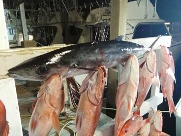 Panama City Beach Report Photo 1