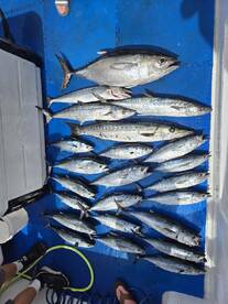 6 hr trolling for blackfin tuna