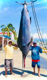 Huge 500 + Marlin Caught Yesterday! 