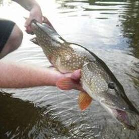 End of Summer Smallies and Pike fishing 
