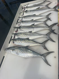 Spanish mackerel chasing