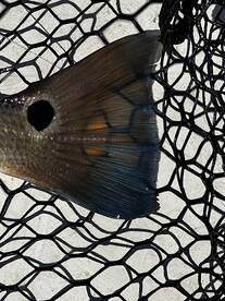 Bellevue Report Photo 1