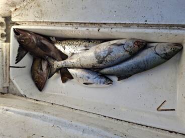 Parksville Report Photo 1