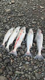 Columbia River Fall Chinook