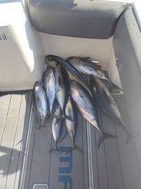 Cabo San Lucas Report Photo 2