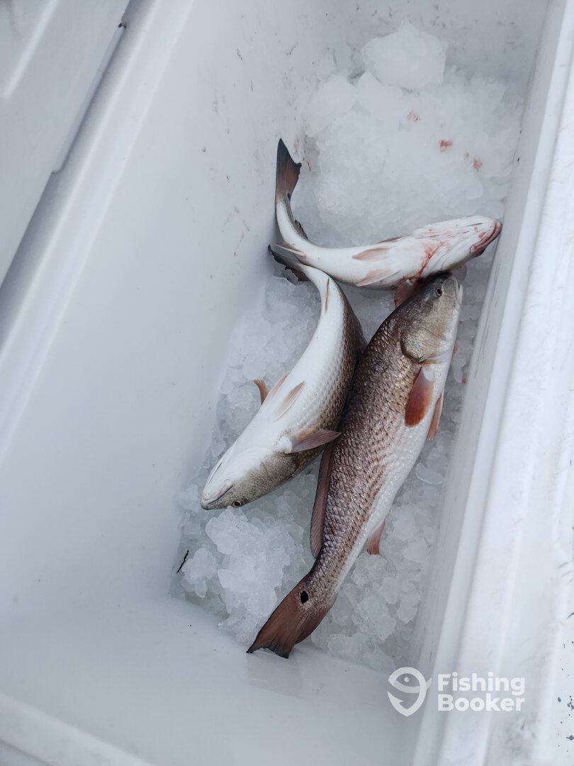 Apalachicola Report Photo 0